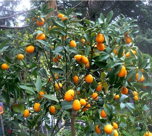 Resultado de imagen de kumquat arbol