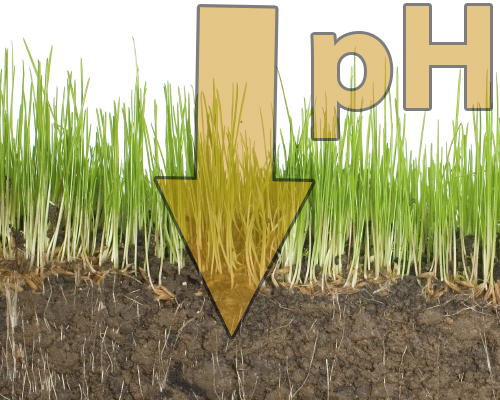 Corrección de un suelo alcalino Agrologica