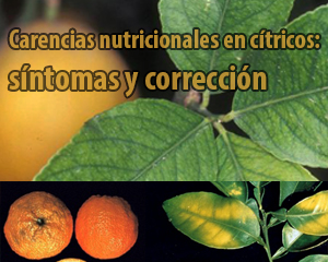Carencias nutricionales en citricos-sintomas y correccion