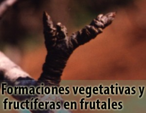 Formaciones vegetativas y fructiferas en frutales-almendro-cerezo-ciruelo-melocotonero-albaricoquero-peral-manzano