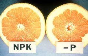 carencia nutricional fosforo-citricos-mandarino-naranjo-clementino