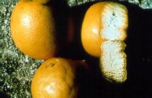 carencia deficiencia potasio 2 corteza arrugada-citricos-naranjo-mandarino-limonero-satsuma