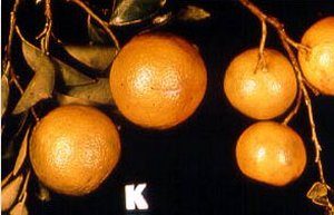 carencia potasio-citricos-naranjo-clementino