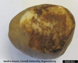 Daños mildiu patata tuberculo