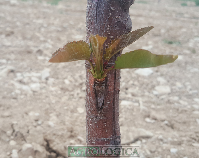 Abandonar tarifa vesícula biliar Injerto de yema: injerto de escudete - Agrologica