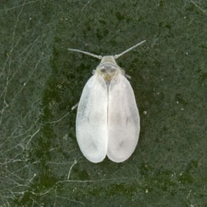 Aleyrodes protelella, la mosca blanca de la col
