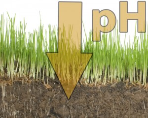 Corrección de un suelo alcalino (pH básico)