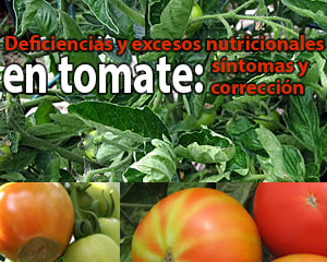 Deficiencias y excesos nutricionales en tomate-síntomas y corrección