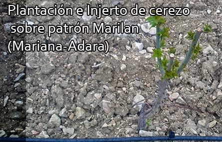 Plantación e Injerto de cerezo sobre patrón Marilan (Mariana-Adara)
