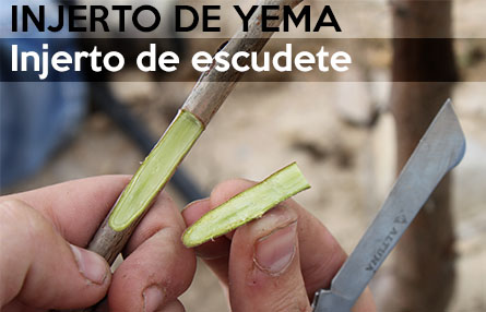 Cuna Intento Helecho Injerto de yema: injerto de escudete - Agrologica