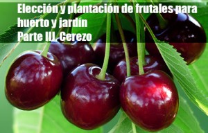 Elección y plantación de frutales para huerto y jardín. Parte III. Cerezo