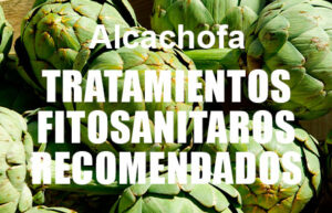 Tratamientos fitosanitarios para alcachofa