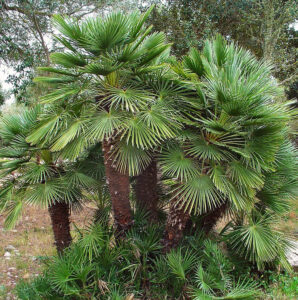 Palmito resistente al viento en jardines de zonas cálidas