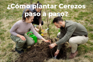 Cómo plantar Cerezos