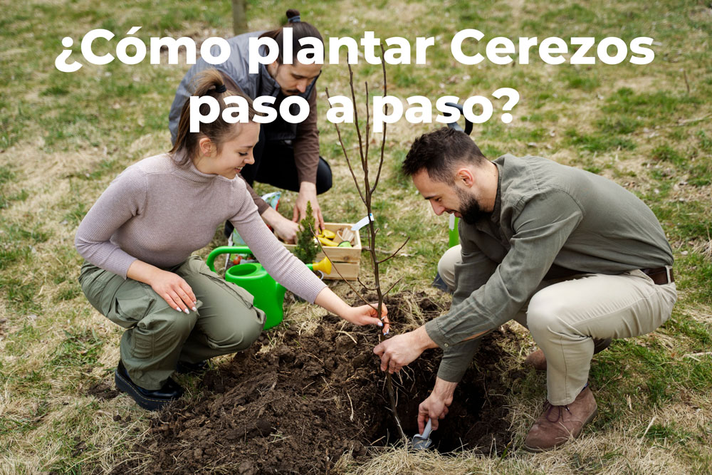 como-plantar-cerezos-paso-a-paso