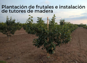 Plantación de frutales e instalación de tutores de madera