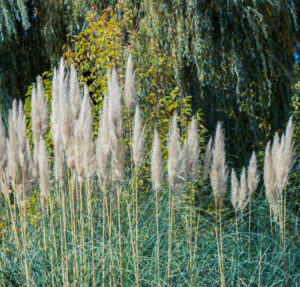 Cortaderia utilizada en jardines expuestos al viento