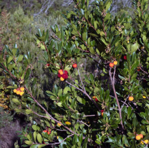 Madroño creciendo en un jardín ventoso en el litoral mediterráneo.