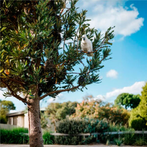 Olivo resistente al viento en jardines mediterráneos