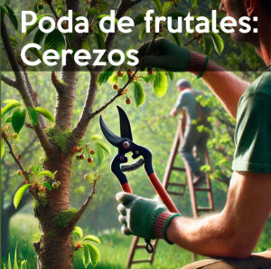 Poda de frutales: Cerezos