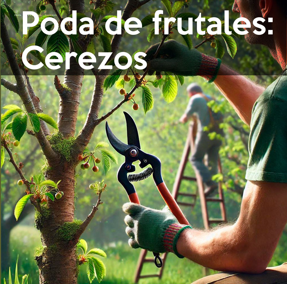 poda-frutales-cerezos